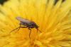 Empis sp.
